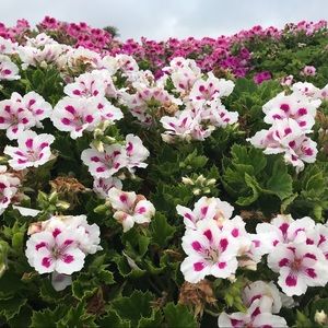 Meet your Posher, Cathy